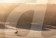 Walkers enjoy the frosty and misty sunrise this morning over Richmond Park in South West London as temperatures dropped to -2 overnight. 