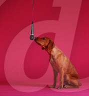 FEATURE - Das weltweit erste Weihnachtslied für Hunde