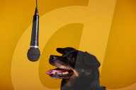 FEATURE - Das weltweit erste Weihnachtslied für Hunde