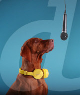 FEATURE - Das weltweit erste Weihnachtslied für Hunde