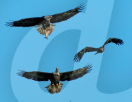 FEATURE - Kampf um Beute: Adler lässt Fisch fallen