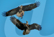 FEATURE - Kampf um Beute: Adler lässt Fisch fallen