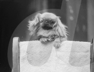 Mono Negative