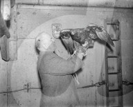 Mono Negative