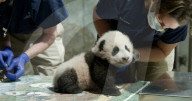 U.S.-WASHINGTON, D.C.-GIANT PANDA CUB-NAME