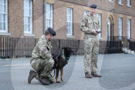 Hero Military Working Dog awarded animals Victoria Cross