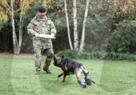 Hero Military Working Dog awarded animals Victoria Cross