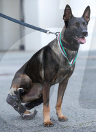 Hero Military Working Dog awarded animals Victoria Cross
