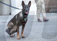Hero Military Working Dog awarded animals Victoria Cross