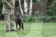 Hero Military Working Dog awarded animals Victoria Cross