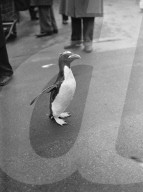 Mono Negative