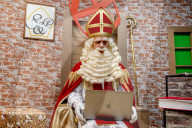 FEATURE -  Sinterklaas is going online