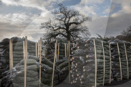 York Christmas Trees - Christmas Tree provider of the Year