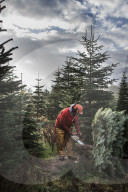 York Christmas Trees - Christmas Tree provider of the Year
