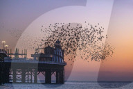 FEATURE - Vogelschwärme am Meer in Brighton, UK
