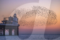 FEATURE - Vogelschwärme am Meer in Brighton, UK

