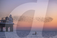 FEATURE - Vogelschwärme am Meer in Brighton, UK
