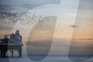 FEATURE - Vogelschwärme am Meer in Brighton, UK
