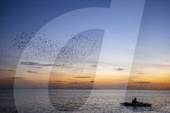 FEATURE - Vogelschwärme am Meer in Brighton, UK
