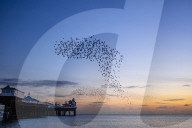FEATURE - Vogelschwärme am Meer in Brighton, UK
