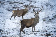 FEATURE - Hirsche und Rehe im verschneiten schottischen Hochland