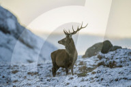 FEATURE - Hirsche und Rehe im verschneiten schottischen Hochland
