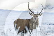 FEATURE - Hirsche und Rehe im verschneiten schottischen Hochland