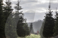 York Christmas Trees - Christmas Tree provider of the Year