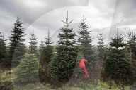 York Christmas Trees - Christmas Tree provider of the Year