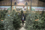 York Christmas Trees - Christmas Tree provider of the Year