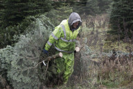York Christmas Trees - Christmas Tree provider of the Year