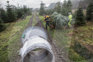 York Christmas Trees - Christmas Tree provider of the Year