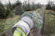 York Christmas Trees - Christmas Tree provider of the Year