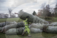 York Christmas Trees - Christmas Tree provider of the Year