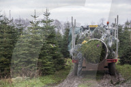 York Christmas Trees - Christmas Tree provider of the Year