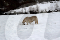 NEWS - Sturm Dora bringt Schnee in Asturien, Spanien