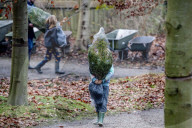 FEATURE - O Tannenbaum: Kommen Weihnachtsbäume in diesem Jahr früher ins Haus?
