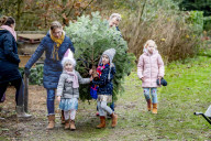 FEATURE - O Tannenbaum: Kommen Weihnachtsbäume in diesem Jahr früher ins Haus?