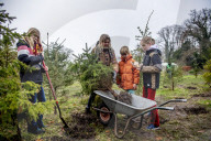 FEATURE - O Tannenbaum: Kommen Weihnachtsbäume in diesem Jahr früher ins Haus?