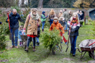 FEATURE - O Tannenbaum: Kommen Weihnachtsbäume in diesem Jahr früher ins Haus?