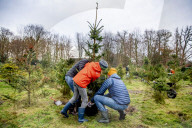 FEATURE - O Tannenbaum: Kommen Weihnachtsbäume in diesem Jahr früher ins Haus?