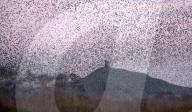 FEATURE - Tausende Stare verdunkeln den Himmel über dem Ham Wall Naturschutzgebiet