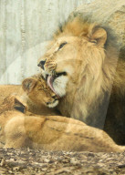 FEATURE - Putzig - Löwenpapa Aslam kümmert sich um den Nachwuchs im Thüringer Zoopark Erfurt