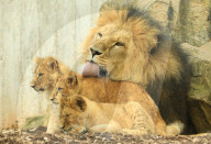 FEATURE - Putzig - Löwenpapa Aslam kümmert sich um den Nachwuchs im Thüringer Zoopark Erfurt