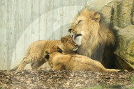 FEATURE - Putzig - Löwenpapa Aslam kümmert sich um den Nachwuchs im Thüringer Zoopark Erfurt