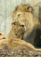 FEATURE - Putzig - Löwenpapa Aslam kümmert sich um den Nachwuchs im Thüringer Zoopark Erfurt