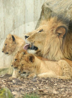 FEATURE - Putzig - Löwenpapa Aslam kümmert sich um den Nachwuchs im Thüringer Zoopark Erfurt