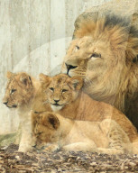FEATURE - Putzig - Löwenpapa Aslam kümmert sich um den Nachwuchs im Thüringer Zoopark Erfurt