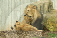 FEATURE - Putzig - Löwenpapa Aslam kümmert sich um den Nachwuchs im Thüringer Zoopark Erfurt
