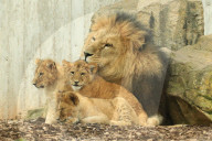 FEATURE - Putzig - Löwenpapa Aslam kümmert sich um den Nachwuchs im Thüringer Zoopark Erfurt